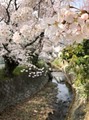 桜1.jpeg