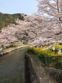桜2.jpeg